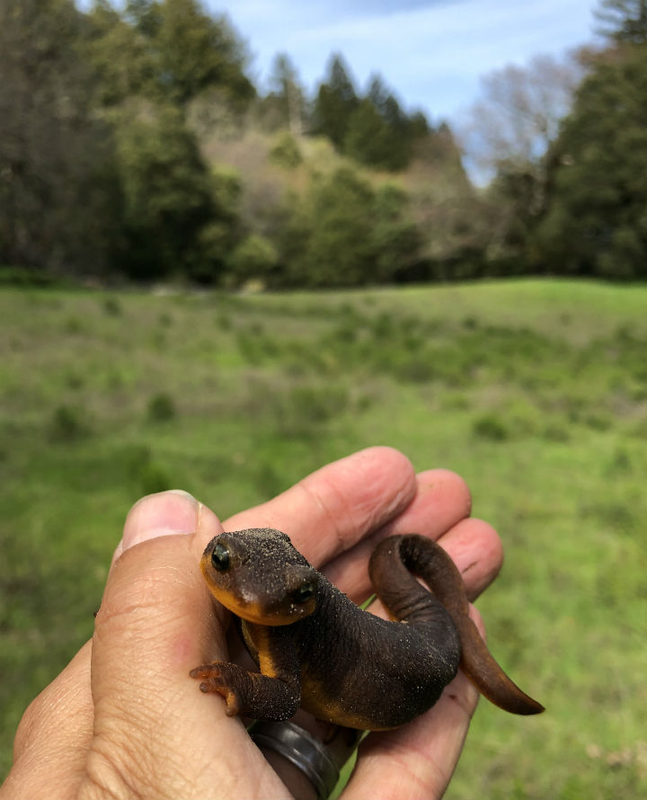 California Newt,